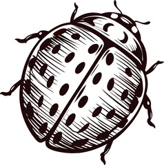 Hand drawn ladybug illustration with detailed line engraving on white background