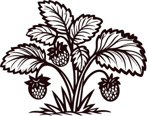 Detailed vintage berry bush illustration with leaves and ripe fruits in engraving art