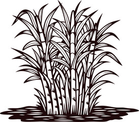 Hand drawn sugarcane plant isolated on white background vintage engraving botanical illustration