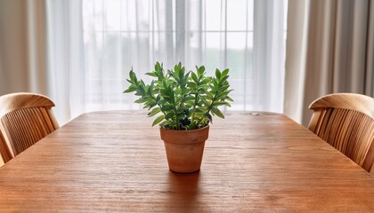 Fototapeta premium small green plant in a terracotta pot centered on a wooden dining table with two wooden chairs by a bright window with sheer white curtains