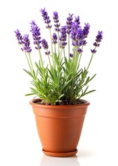 Fototapeta premium Beautiful lavender plant in pot on white background providing calm and serene atmosphere