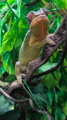 The lizards are kept in a glass tank.