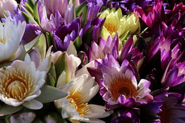 Lotus flowers come in many colors in flower shops.