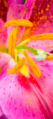 Pink flowers with yellow stamens