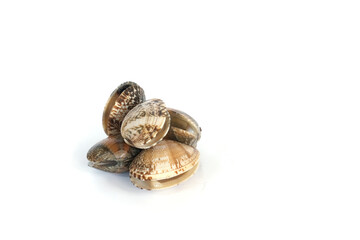 Clams on white background. Seafood.