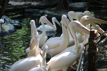 Pelicans are birds that can swim.