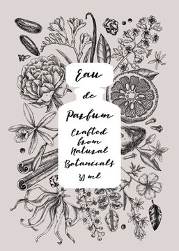 Minimalist perfume brand flyer design. Aromatic plants and flowers hand drawn vector illustration. Perfumery and cosmetics gift card, floral invitation, book cover, poster. NOT AI generated