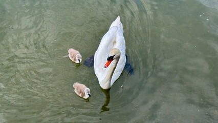 Bird's Eye View of Swan with Two Baby Swans (Cygnets) in Water, Germany
