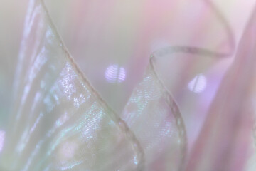 Iridescent Pastel Fabric with Flowing Folds – Soft Semi-Transparent Textile Texture in Pink,...
