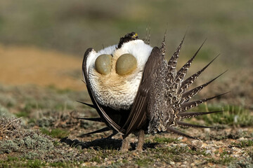 Greater Sage-grouse - Colorado
