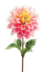 Dahlia Flower, Watercolor Vector Illustration, Hand drawn