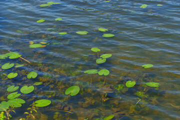 Lily Pads Floating on Calm Water Surface in Daylight