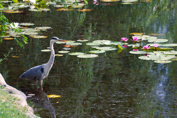Grey heron (Arde cinerea) at water lily pond (Zealand, Denmark)