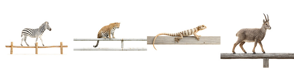 Fototapeta premium Animals Balancing on Wooden Beams: Zebra, Leopard, Lizard, Ibex on White