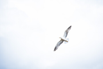 A beautiful seagull captured in graceful flight with outstretched wings against a bright, expansive sky, ideal for various projects.