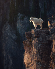Mountain Goat on Cliff Edge: Dramatic Rock Face Wildlife Photography