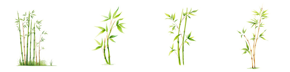 Obraz premium Bamboo Stalks Watercolor Illustration Set - Isolated on White