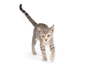 Confident kitten walking towards camera. Full body of cute small tabby cat with curious or focused...