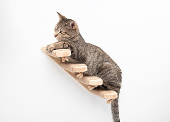 Cute cat on cat stairs. Happy tabby cat hanging out or perching on wall mounted steps with jute...