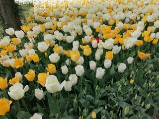 tulipani
