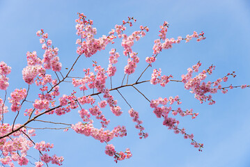 wonderful branch with pink cherry blossoms at springtime, blue sky