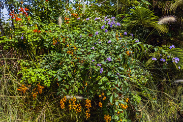 Orange berry fruit of Golden Dewdrop, also known as Pigeon berry, Skyflower, flowering shrub growing as ornamental plant or Duranta erecta. Rowan tree berries on a branch. Poisonous orange berries.