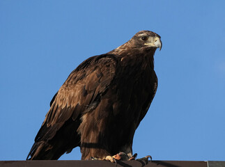 Golden Eagle Portrait