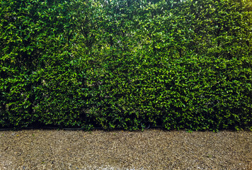 Green wall or plant fence for backdrop and texture. Green wall or hedgerow for background. Ligustrum Ovalifolium hedge. Natural wall by Ficus altissima tree. Beautiful exterior decoration in garden.