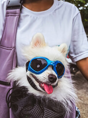 Adorable white dog wearing blue sunglasses sit and look forward on street. Portrait of adorable...