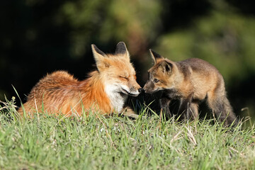 Mom and kit red fox