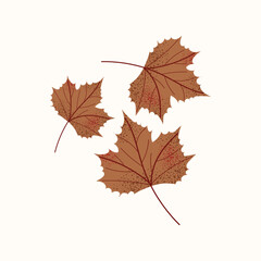 Maple leaves. Autumn illustration of withered foliage in flat modern style. Decorative fall element isolated on white background.