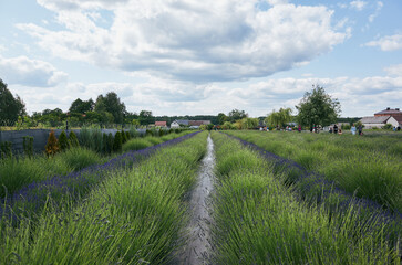 Field of lavender with a small stream running through it