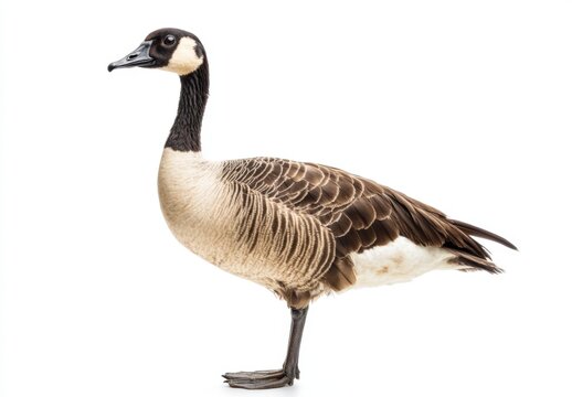 nene or Hawaiian goose - Branta sandvicensis - exclusively found in the wild on the islands of Maui, Kauai, Molokai, and Hawaii. Isolated on white background with copy space