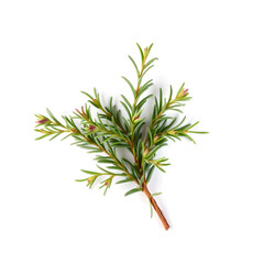 A green plant with a stem and leaves