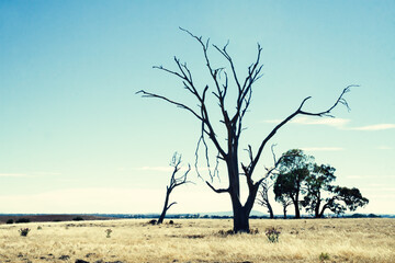 Barren landscape with dead tree in regional Victoria