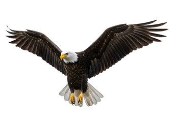 Obraz premium Majestic Bald Eagle in Flight Transparent Background Perfect for Design Projects Logos and More