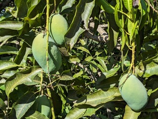 Green mango fruit on a tree branch in a farm