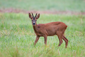 Roe deer buck standing in a plain. Capreolus capreolus, Sologne, Loiret 45, région Centre Val de Loire, France, European Union, Europe