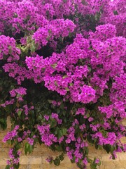 pink flowers in the garden