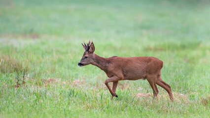 Male Roe deer walking in a plain. Capreolus capreolus, Sologne, Loiret 45, région Centre Val de Loire, France, European Union, Europe