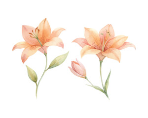 watercolor Tiger Lily Branch vector illustration isolated on white background