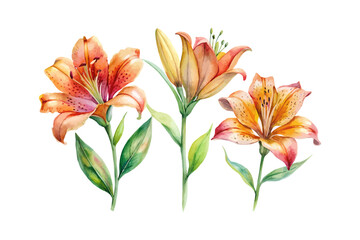 set of watercolor Tiger Lily Branch vector illustration isolated on white background