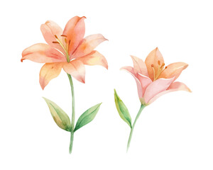 watercolor Tiger Lily Branch vector illustration isolated on white background
