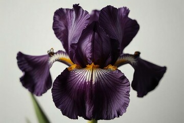 iris flower on black