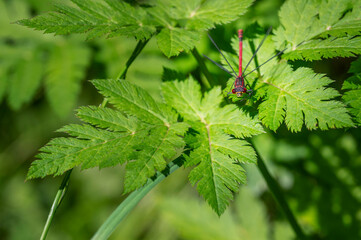 Rote Kleinlibelle frontal
