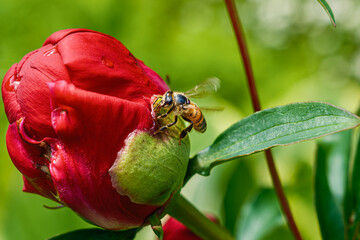 Honey Bee on Flower