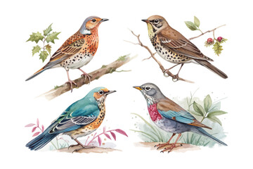 set of watercolor Thrush bird vector illustration isolated on white background