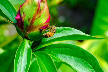 Honey Bee on Flower