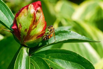 Honey Bee on Flower
