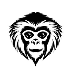 Black gibbon, a monkey-like primate